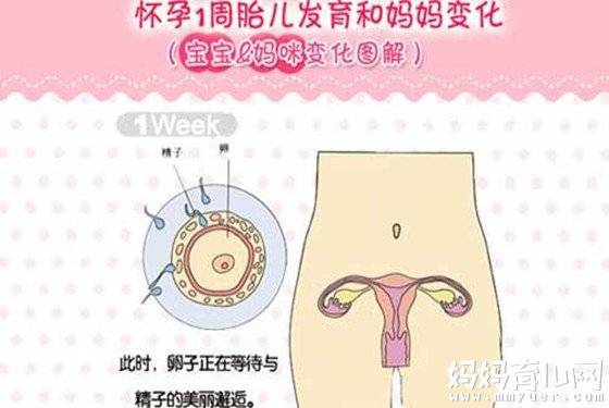 怀孕一个月胎儿图  解秘孕0-4周胎儿的变化