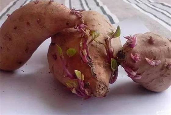 土豆发芽了不能吃 红薯发芽了还能吃吗