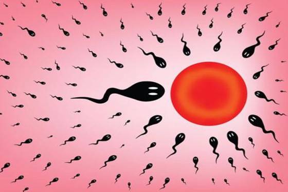 卵泡期会不会怀孕 终于知道一直怀不上的原因了