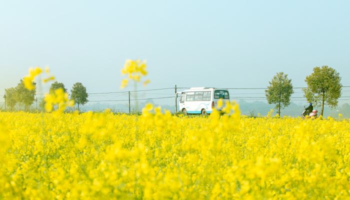 梯田遇上油菜花美出了层次 安徽赏油菜花最佳去处