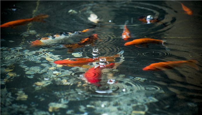 鱼为什么浮在水面上 鱼为何会浮在水上