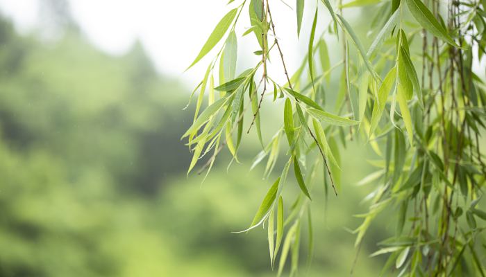 消防员实验杨柳絮点燃有多可怕 北京迎第一波杨柳飞絮高发期