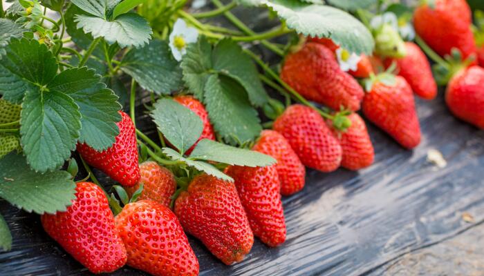 外地草莓丹东一日游后高价卖 丹东草莓为什么贵