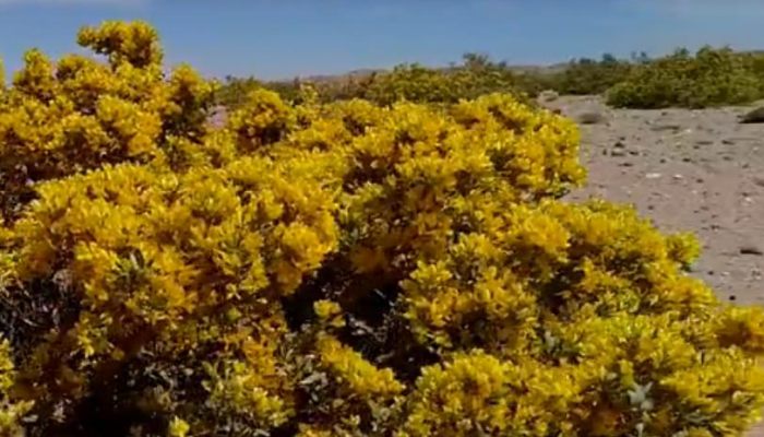 哪种荒漠植物可以四季常青 什么荒漠植物能四季常青