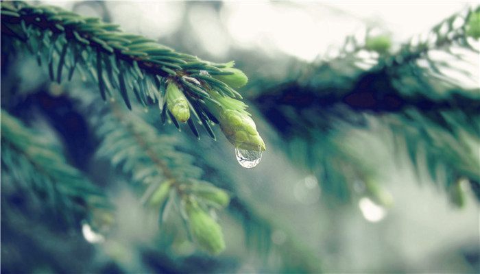 寒露是什么节气 寒露是哪种节气