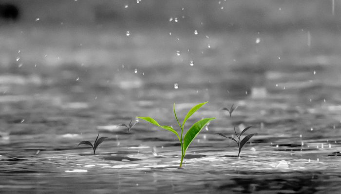 梅雨季节应该注意什么 梅雨季需要注意什么