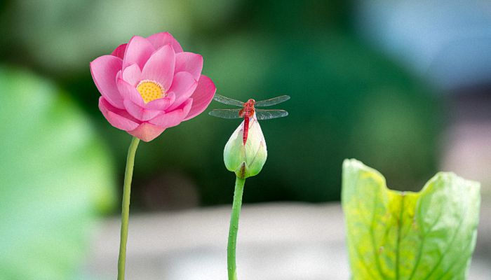 夏至的诗句古诗 关于描写夏至的古诗