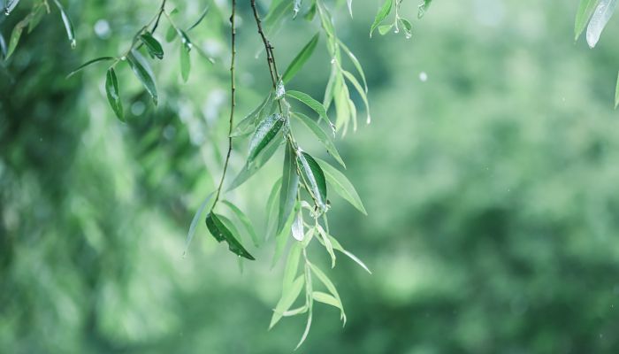 夏至节气知识 二十四节气夏至内容