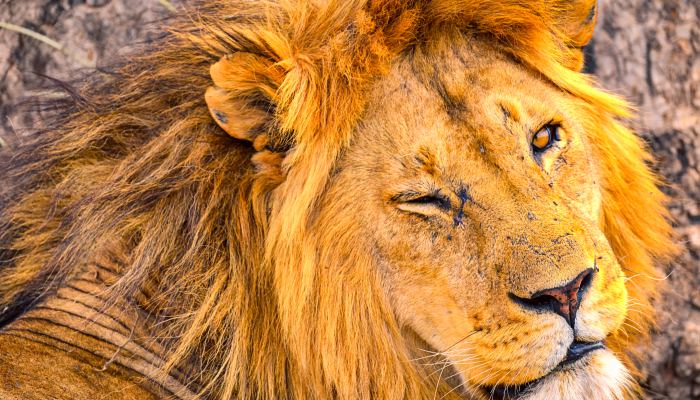 非洲狮在杭州热成了“狗” 发布历史最早高温红色预警