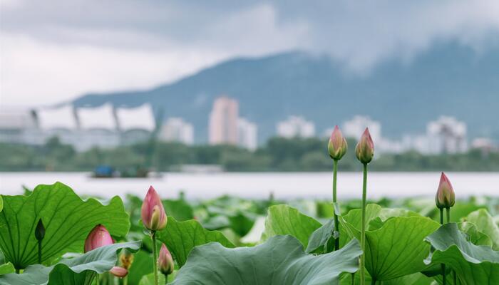 浙江罕见三雌莲绽放 发生概率远比并蒂莲小