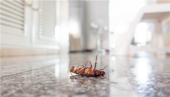 蟑螂为什么不能踩死 蟑螂为什么不可以直接踩死