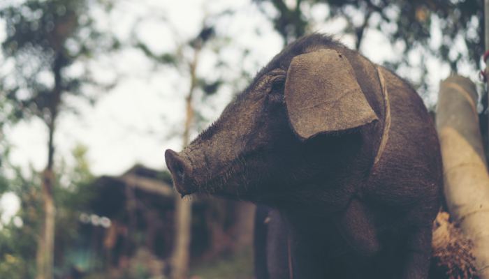 东北来的生猪运到南方热中暑了  消防员赶赴送来“及时雨”