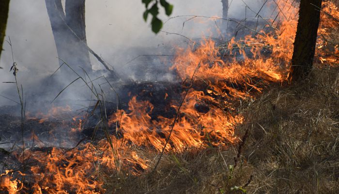 森林火灾分为几个等级 森林火灾等级划分标准
