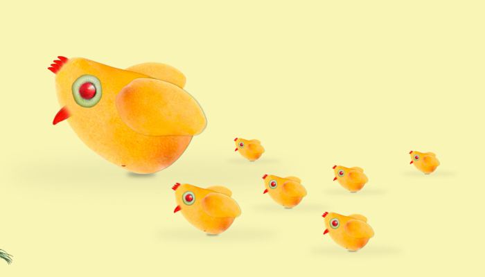 “世界上最小的鸡”走红网络 生出来的蛋和鹌鹑蛋差不多
