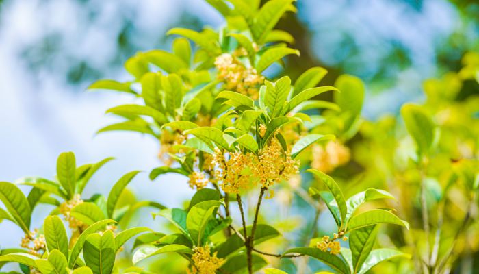 桂花树镇宅还是招鬼 桂花树有什么寓意