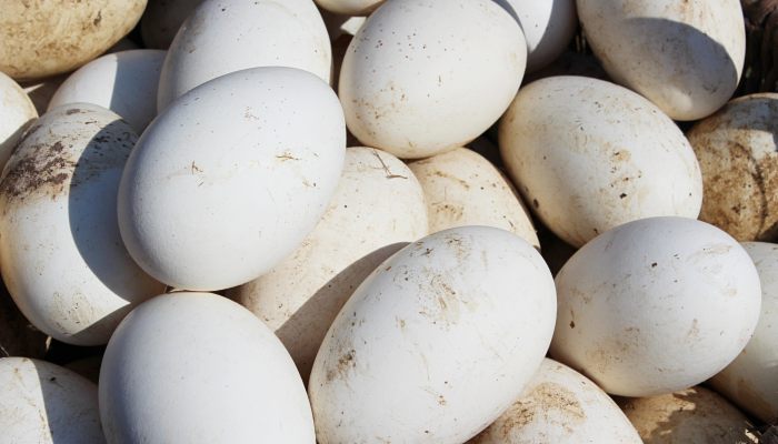 鹅蛋煮多久能煮熟 鹅蛋煮多长时间才熟